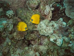 Analog red see fisch